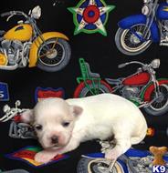 maltese puppy posted by little paws kennel